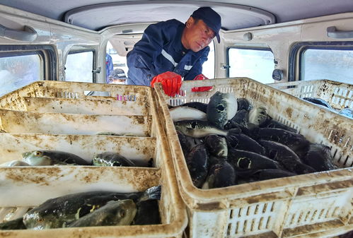 河北灤南 工廠化水產養(yǎng)殖助力產業(yè)轉型與農民增收